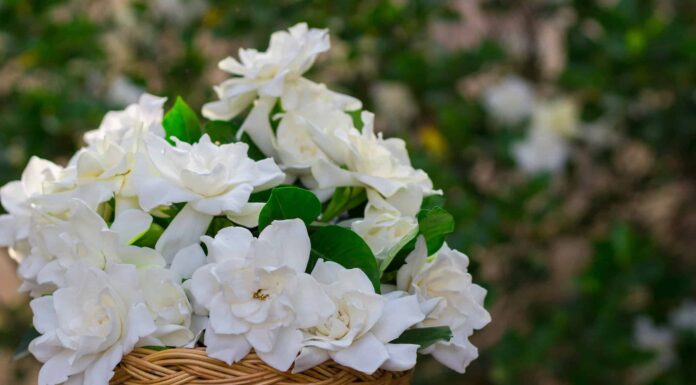 Gardenia Tree vs Bush: qual è la differenza?
