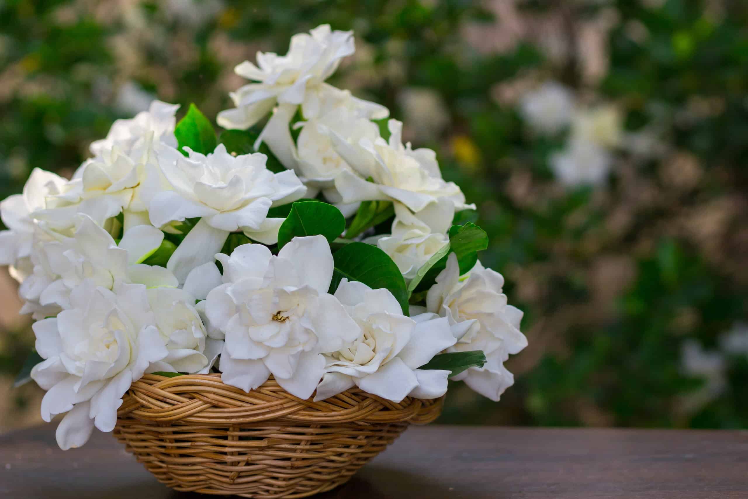 Gardenia Tree vs Bush: qual è la differenza?