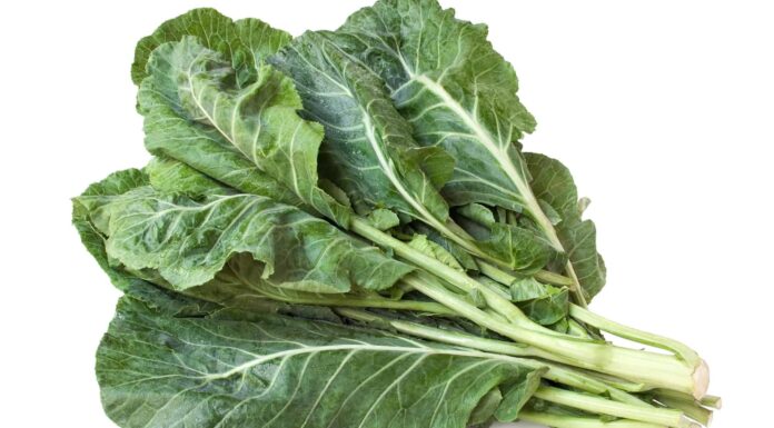 A Antibiotics (and Alternatives) for Dogs: Reviewed