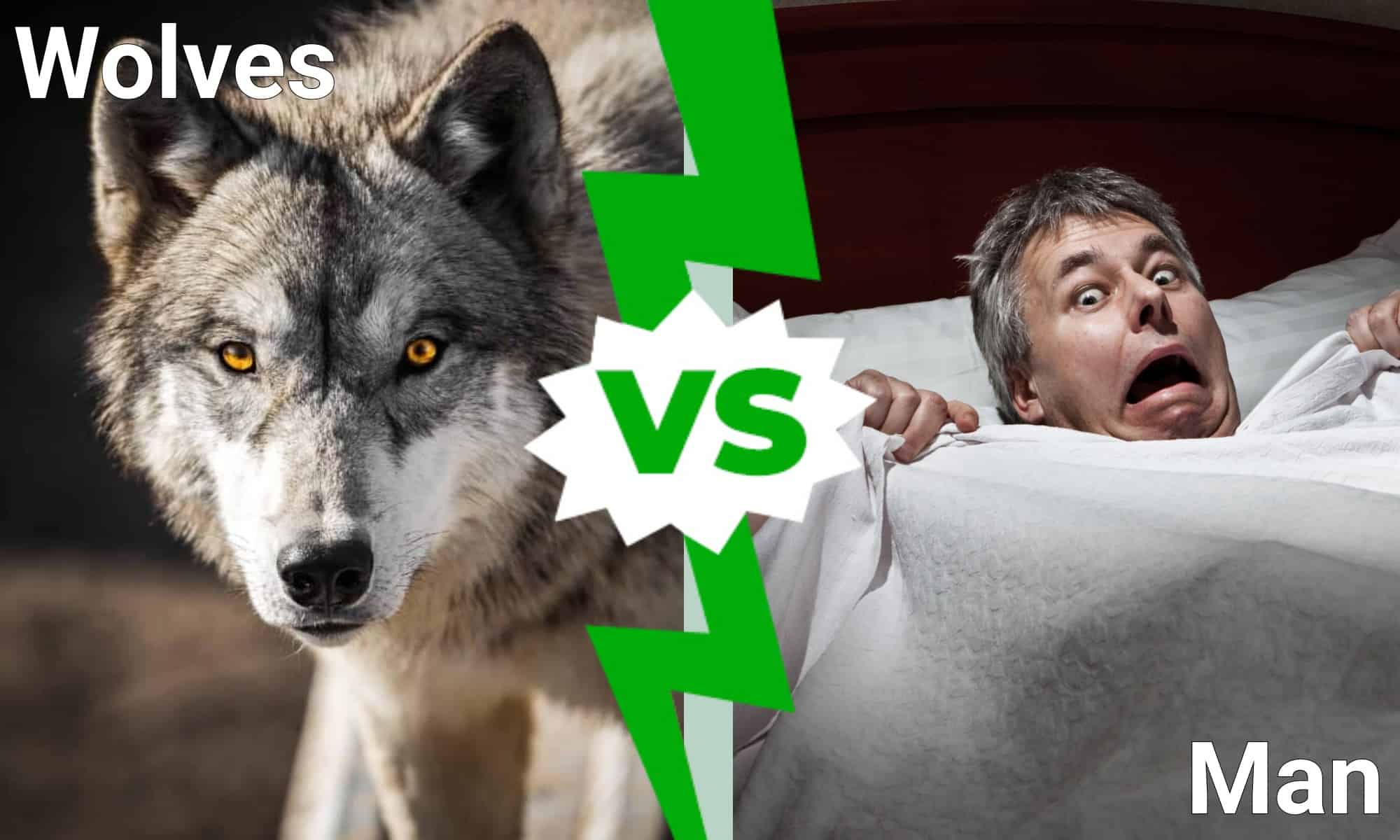Guarda un branco di lupi che cerca di rubare il letto di quest'uomo da sotto di lui