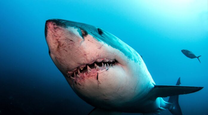 Guarda Tre ricciole strofinarsi su uno squalo
