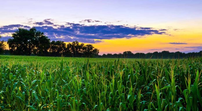 Incontra i più grandi proprietari terrieri dell'Illinois
