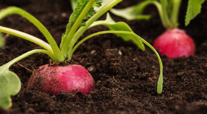 6 verdure da piantare a dicembre
