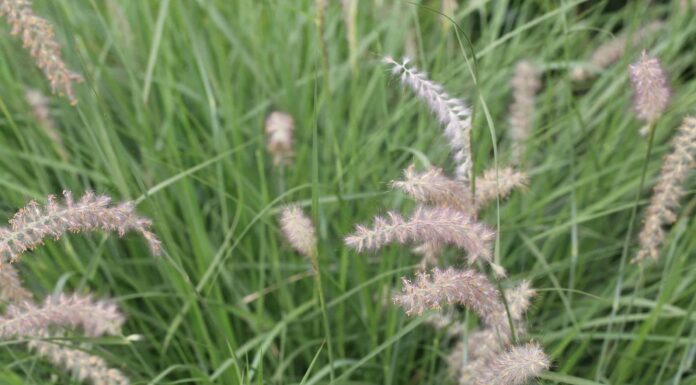 Broomsedge contro Little Bluestem
