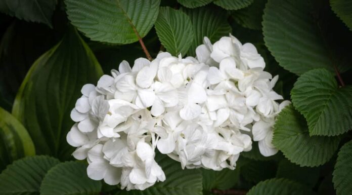Eastern Snowball Viburnum vs Chinese Snowball: qual è la differenza?
