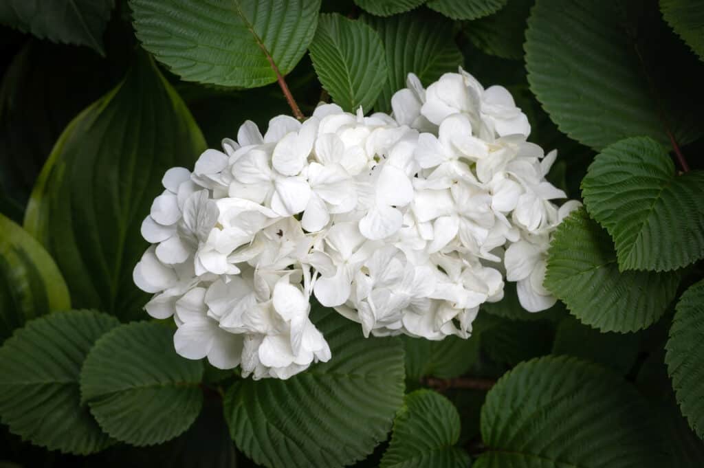 Eastern Snowball Viburnum vs Chinese Snowball: qual è la differenza?