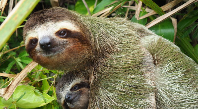 Guarda la riunione di famiglia più carina e più lenta con una mamma e un bambino bradipo
