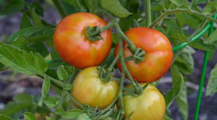 Early Girl Tomato contro Better Boy Tomato
