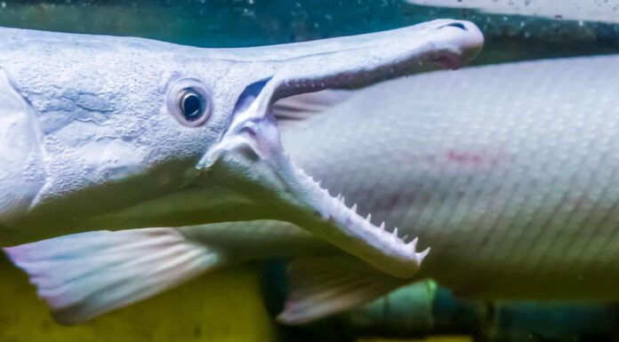 Denti di coccodrillo: tutto ciò che devi sapere
