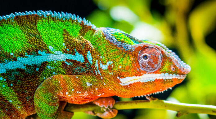 Denti di camaleonte: tutto ciò che devi sapere
