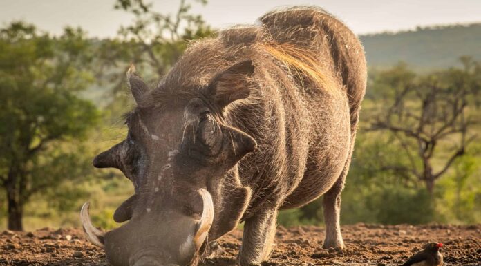 Questo facocero assetato è costretto a bere da una pozzanghera solo un piede da un coccodrillo

