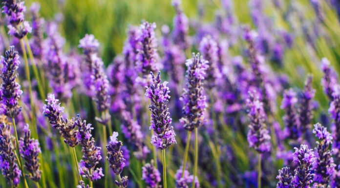 Salvia russa contro lavanda: in cosa differiscono?
