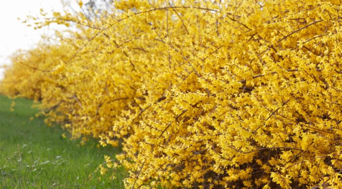 Amamelide contro Forsizia
