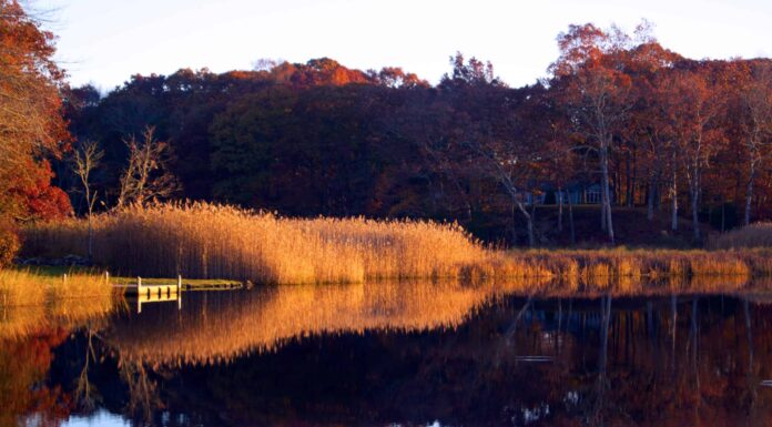 I 5 migliori spot per sbirciare le foglie nel Connecticut: date di punta, migliori percorsi di guida e altro
