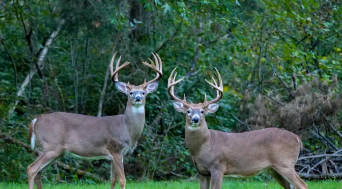 Scopri gli animali più veloci in Ohio

