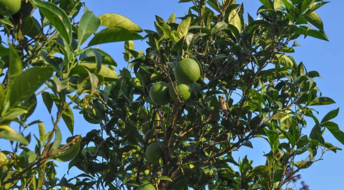 Tiglio contro albero di limone
