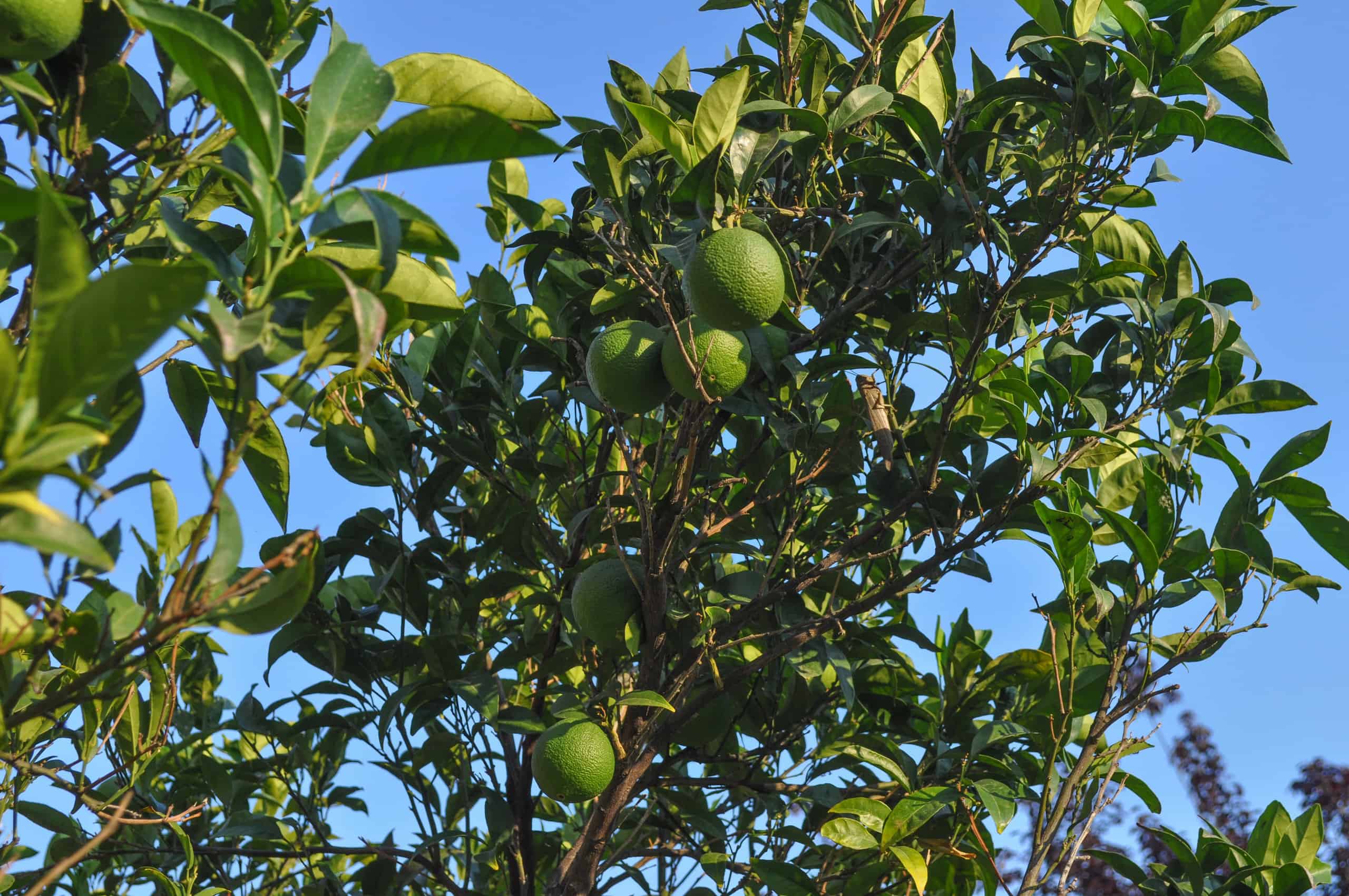 Tiglio contro albero di limone