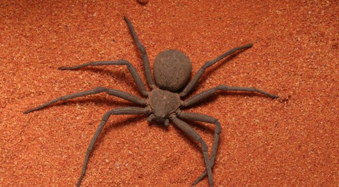 Guarda quanto velocemente questo ragno di sabbia a sei occhi 