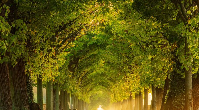 Tiglio e legno di balsa: in cosa differiscono?
