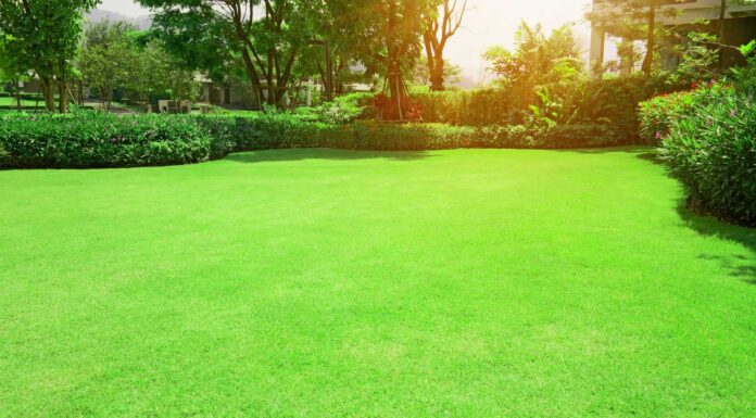 Bermuda Grass vs Centipede Grass: 5 modi in cui differiscono
