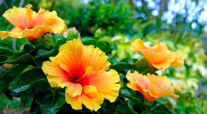 Hibiscus Bush contro albero
