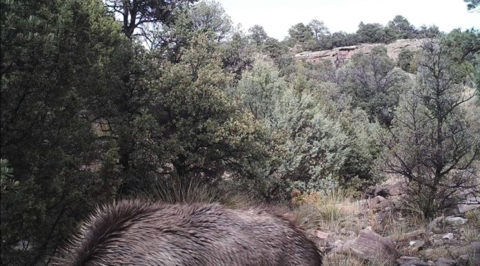 Riesci a trovare il leone di montagna mimetizzato in questa foto virale?
