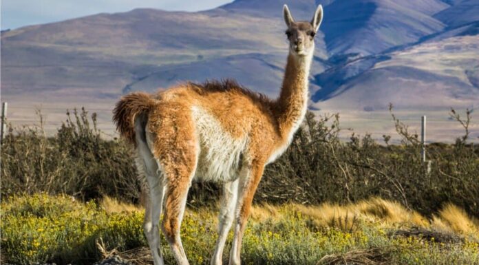 Guanaco Vs Lama
