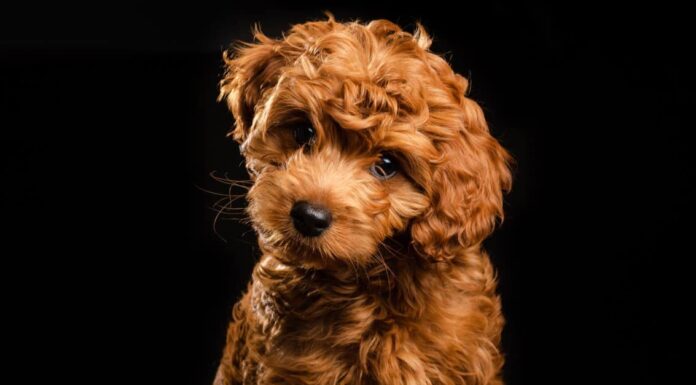 Labradoodles capannone?
