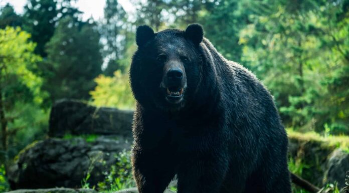 Tipi di orsi in Nord America
