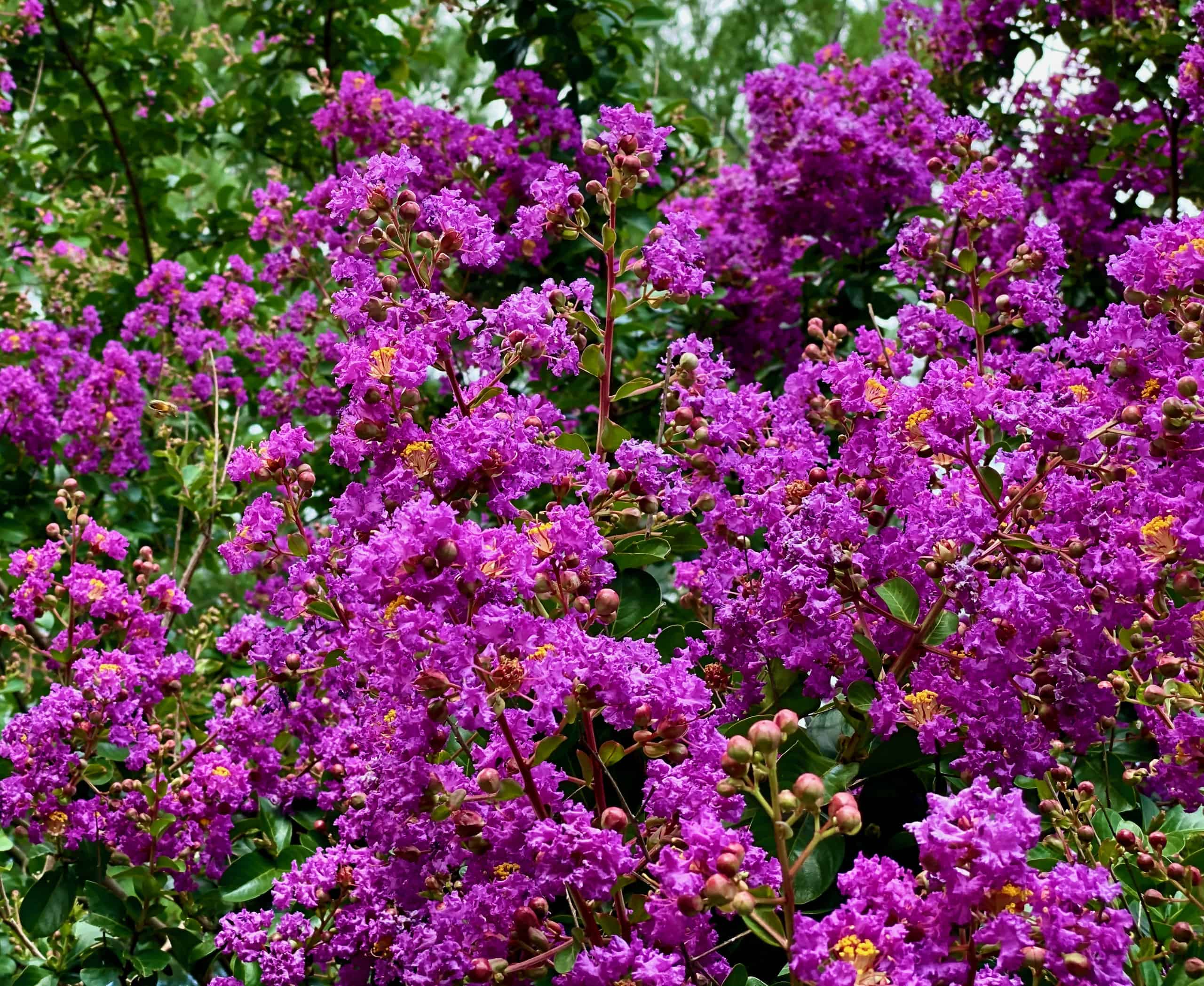 Crepe Myrtle Bush contro Crepe Myrtle Tree: c'è una differenza?