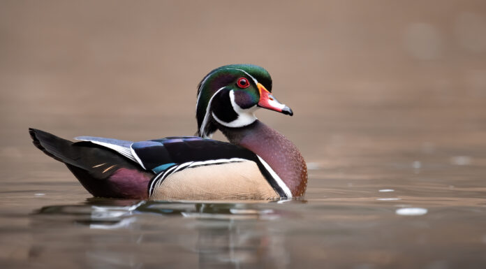 Stagione di caccia alle anatre nel Connecticut: date della stagione, limiti di borsa e altro
