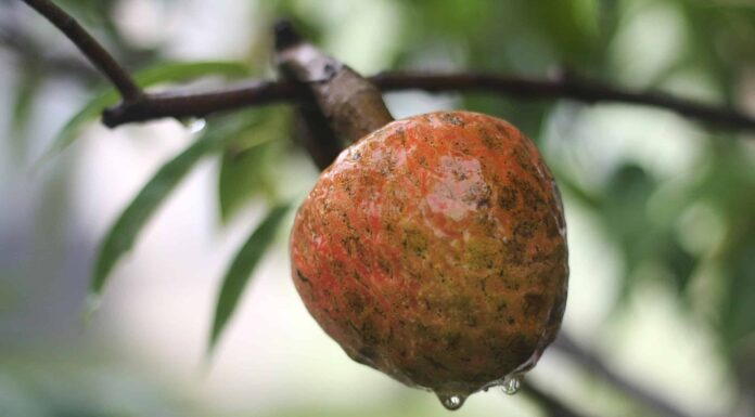 Cherimoya vs. Custard Apple: quali sono le differenze?
