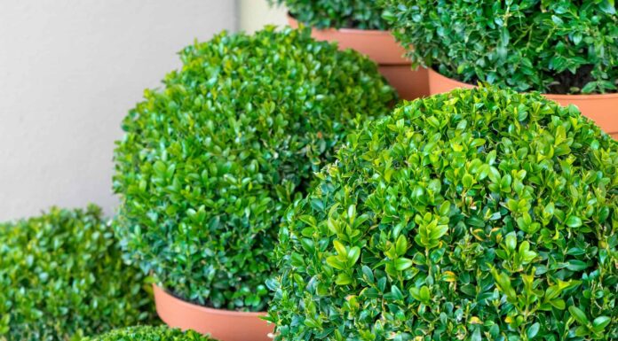 Ligustro contro bosso: qual è la differenza?
