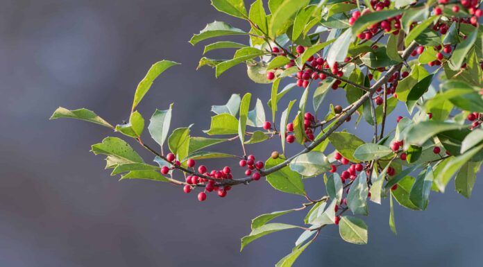 Agrifoglio inglese contro agrifoglio americano: qual è la differenza?
