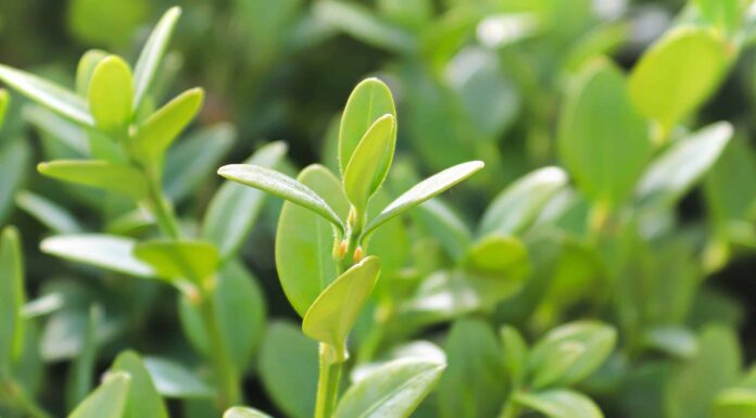 Bosso di velluto verde contro gemma invernale: qual è la differenza?
