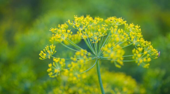 Fieno greco contro finocchio: differenze chiave da sapere
