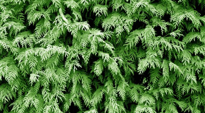 North Pole Arborvitae vs Emerald Green: qual è la differenza?
