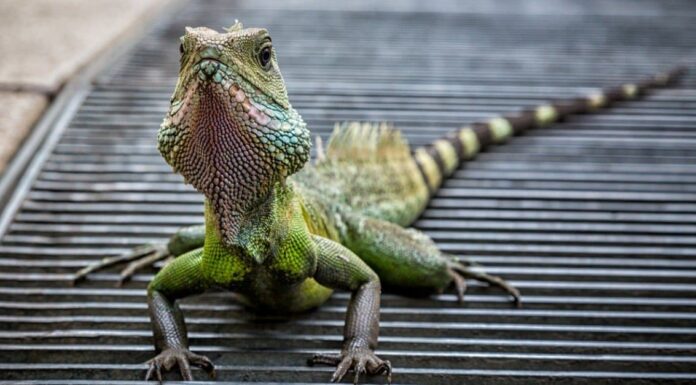 Drago d'acqua maschio vs femmina: quanto sono diversi?
