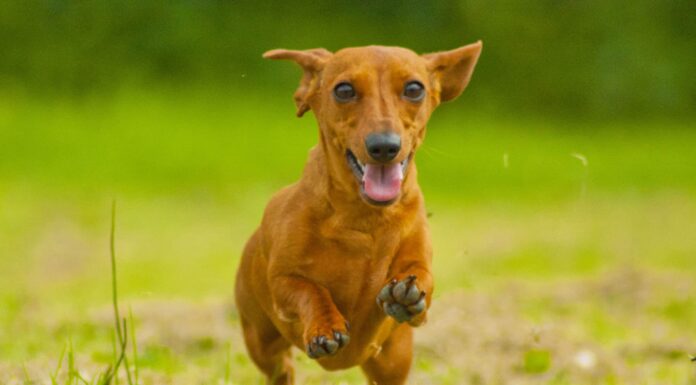 Guarda Instant Chaos nel Wyoming mentre un bassotto e i suoi amici attaccano un cervo
