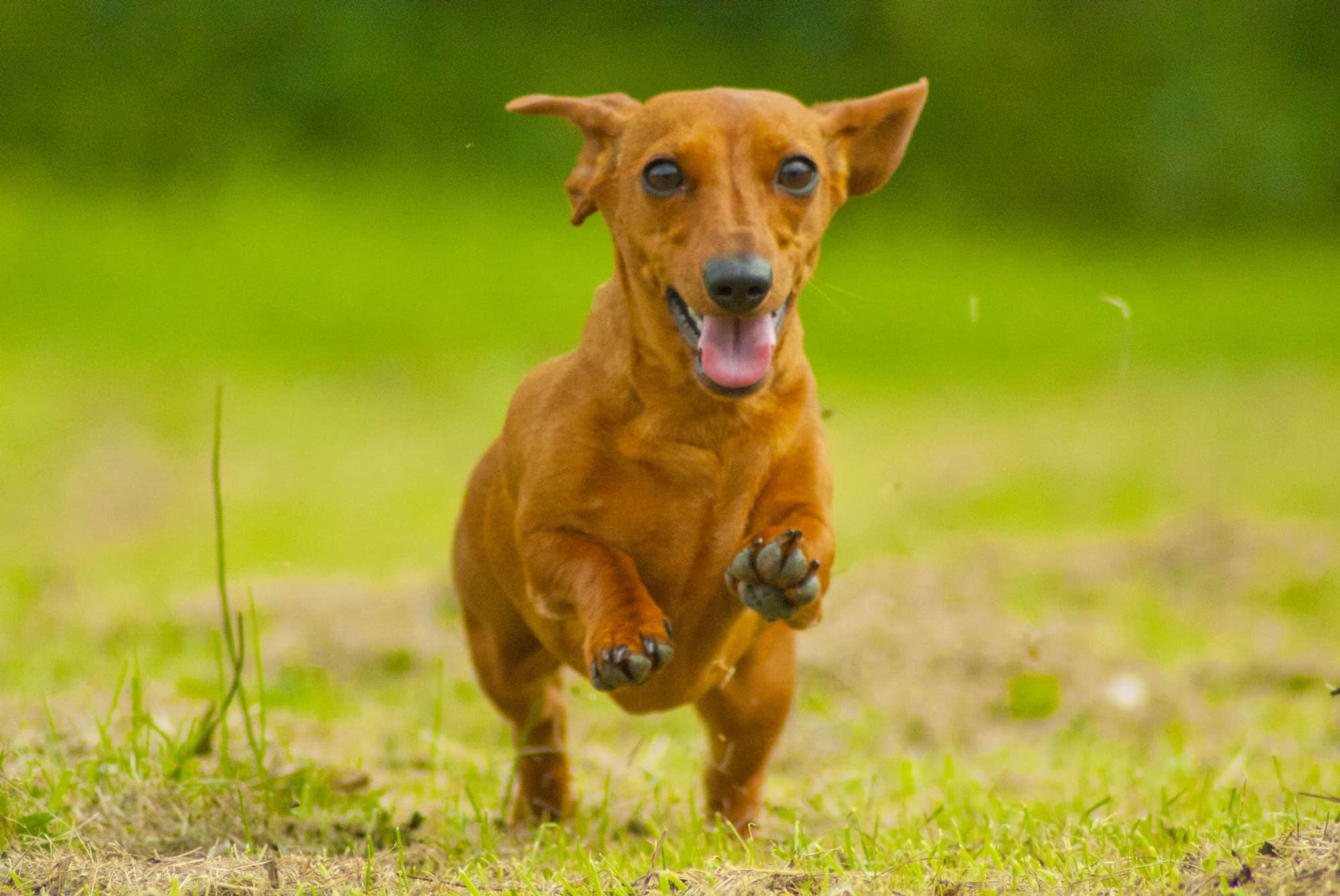 Guarda Instant Chaos nel Wyoming mentre un bassotto e i suoi amici attaccano un cervo