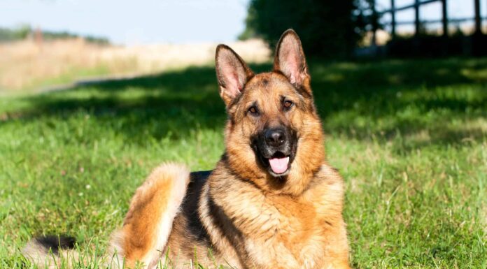 Cosa mangiano i pastori tedeschi?
