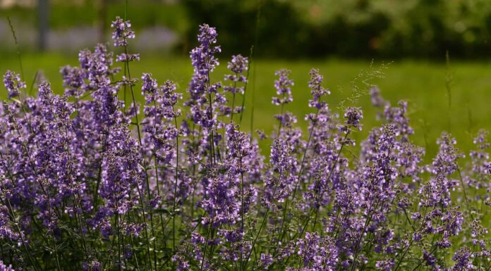 Nepitella vs salvia russa: qual è la differenza?
