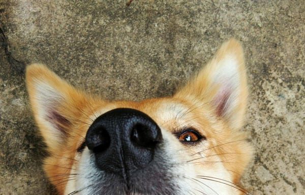  NO!  Il tuo cane non dovrebbe mangiare caramello.  Ecco perché.

