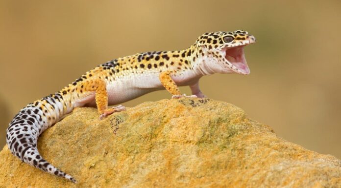  I Gechi Leopardo Sono Notturni O Diurni?  Spiegato il loro comportamento durante il sonno
