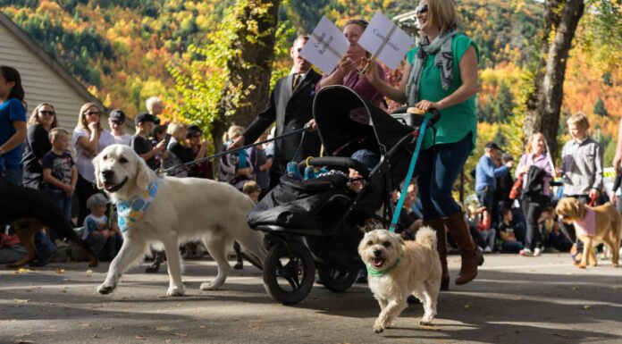 I migliori eventi per animali domestici a San Francisco
