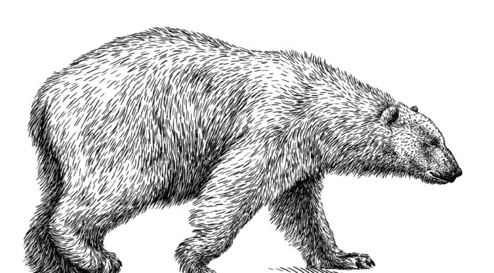 Homo sapiens VS Arctotherium angustidens size comparison
