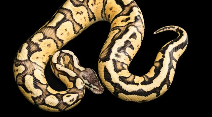 Pitone palla lucciola
