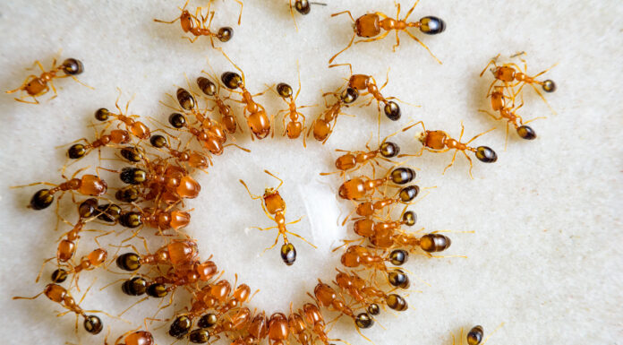 Cos'è la "spirale della morte delle formiche" e perché lo fanno?
