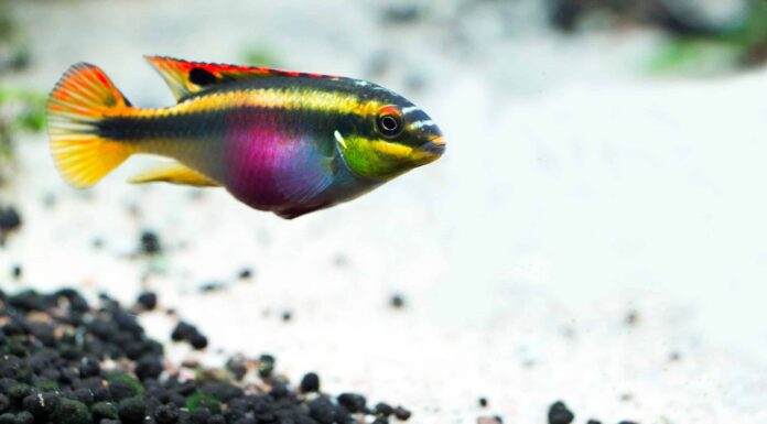 Krib arcobaleno (Kribensis)
