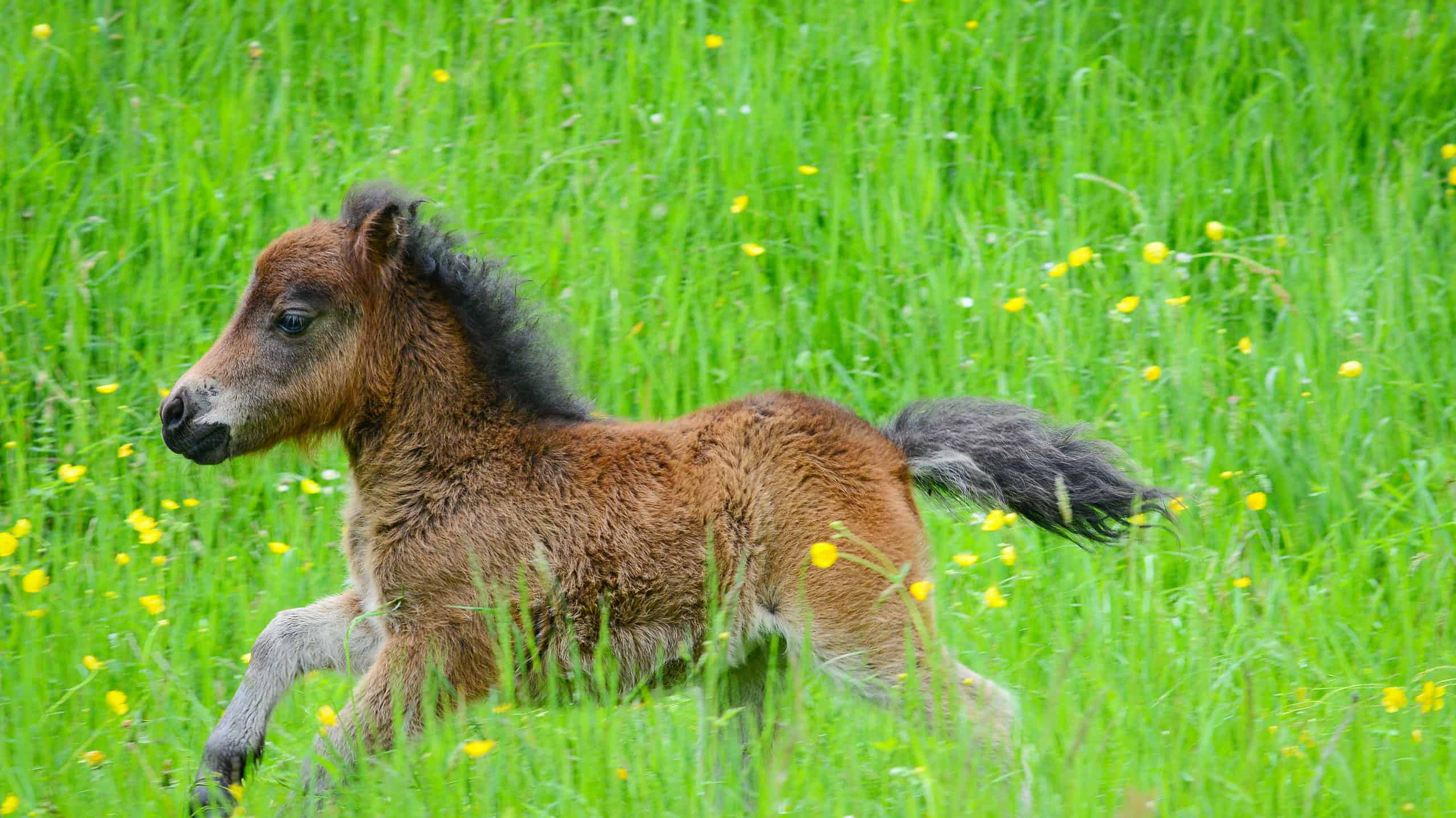 Cavallo in miniatura da tè